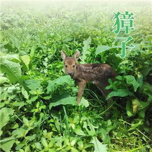 獐子